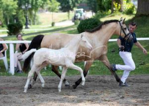 Fohlenregistrierung PSB Schönhorst 9
