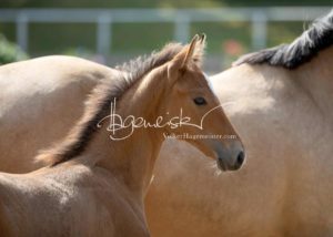 Fohlenregistrierung PSB Schönhorst 12