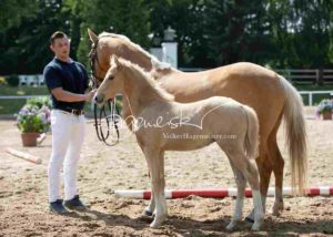 Fohlenregistrierung PSB Schönhorst 13