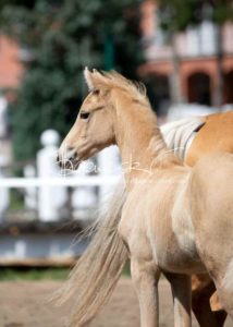 Fohlenregistrierung PSB Schönhorst 14