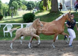 Fohlenregistrierung PSB Schönhorst 15