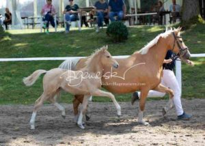 Fohlenregistrierung PSB Schönhorst 16