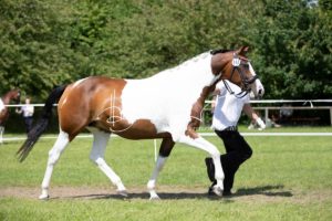 ZfdP Bundesschau Teilnehmer und Impressionen 25