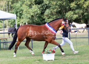 PSB Eliteschau Padenstedt 20