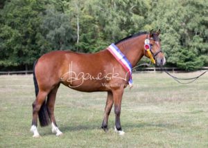 PSB Eliteschau Padenstedt 22