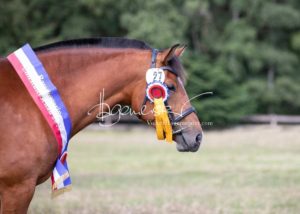 PSB Eliteschau Padenstedt 23