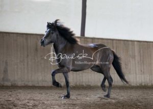 PSB Eliteschau Padenstedt 24