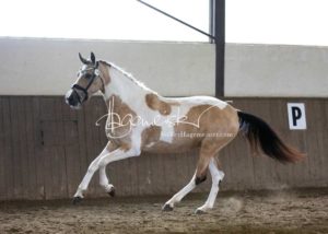 PSB Eliteschau Padenstedt 25