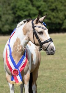 PSB Eliteschau Padenstedt 26