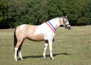 PSB Eliteschau Padenstedt 27