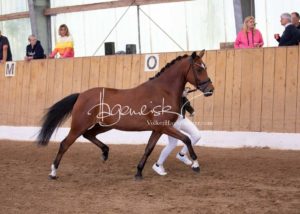 PSB Eliteschau Padenstedt 4