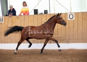 PSB Eliteschau Padenstedt 5