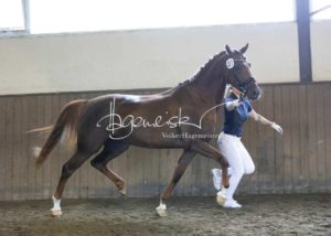 PSB Eliteschau Padenstedt 28