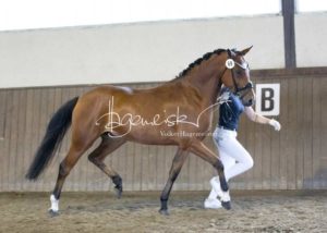 PSB Eliteschau Padenstedt 29