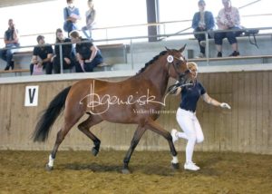 PSB Eliteschau Padenstedt 30