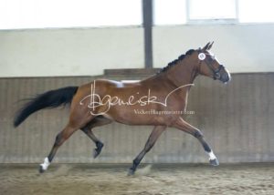 PSB Eliteschau Padenstedt 1