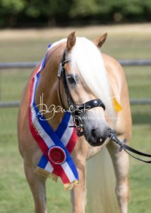 PSB Eliteschau Padenstedt 17