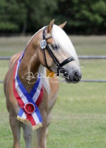 PSB Eliteschau Padenstedt 18