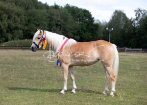 PSB Eliteschau Padenstedt 21