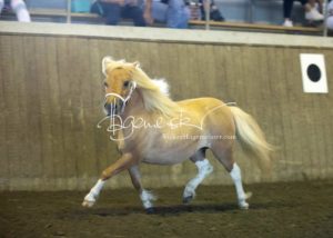 PSB Eliteschau Padenstedt 22