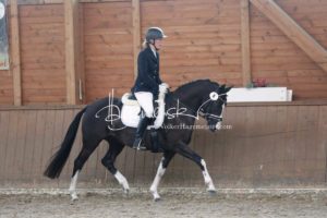 ZfdP Bundesschau Reitpferdeprfg. 12