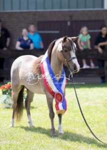 PSB Eliteschau Padenstedt 23