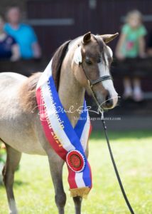 PSB Eliteschau Padenstedt 24