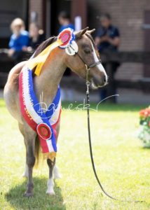 PSB Eliteschau Padenstedt 25