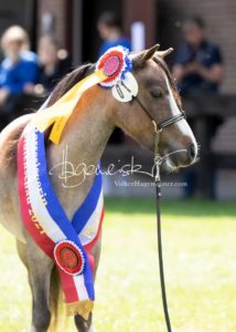 PSB Eliteschau Padenstedt 26