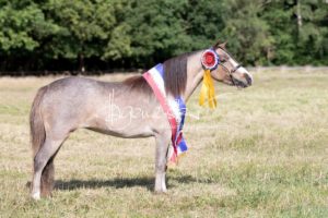 PSB Eliteschau Padenstedt 29