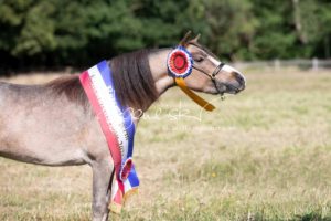 PSB Eliteschau Padenstedt 30