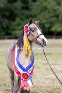 PSB Eliteschau Padenstedt 1