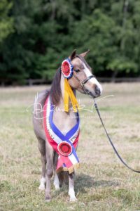 PSB Eliteschau Padenstedt 2