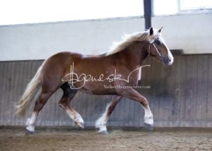 PSB Eliteschau Padenstedt 3