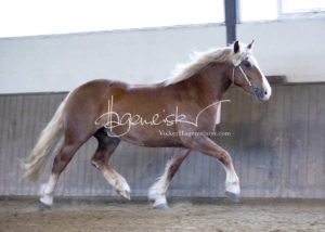 PSB Eliteschau Padenstedt 4