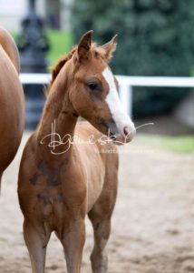 Fohlenregistrierung PSB Schönhorst 23