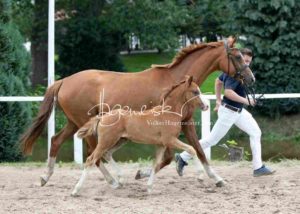 Fohlenregistrierung PSB Schönhorst 25