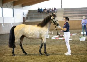 PSB Eliteschau Padenstedt 12