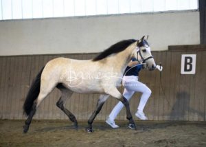 PSB Eliteschau Padenstedt 13