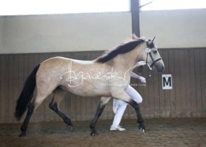 PSB Eliteschau Padenstedt 15