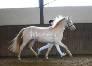 PSB Eliteschau Padenstedt 17