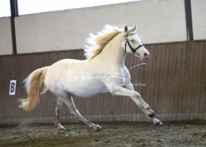 PSB Eliteschau Padenstedt 18