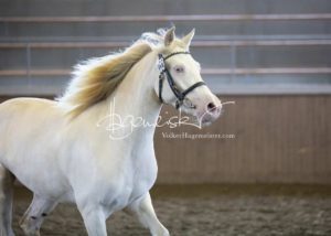 PSB Eliteschau Padenstedt 19