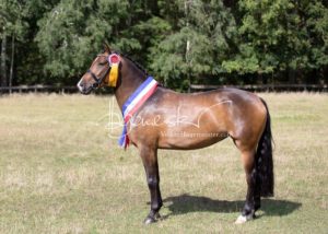 PSB Eliteschau Padenstedt 20