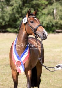 PSB Eliteschau Padenstedt 21