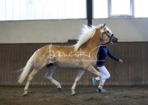 PSB Eliteschau Padenstedt 25