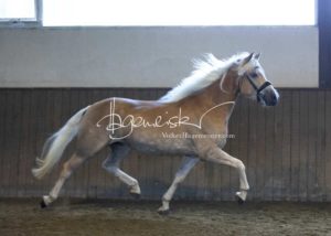 PSB Eliteschau Padenstedt 27