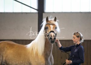 PSB Eliteschau Padenstedt 28