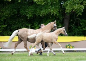 ZfdP Bundesschau Teilnehmer und Impressionen 30