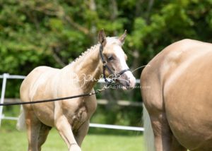 ZfdP Bundesschau Teilnehmer und Impressionen 2